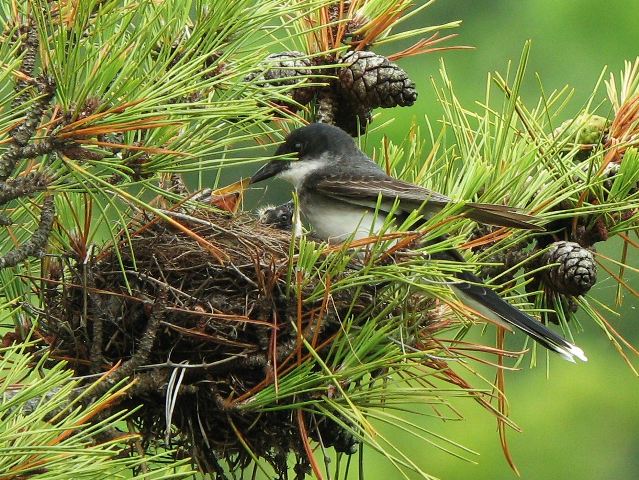 Eastern Kingbirds